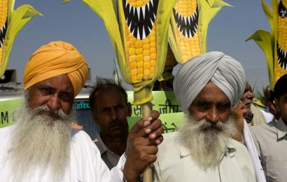 Kauza GMO plodin dosáhla v Indii bodu varu