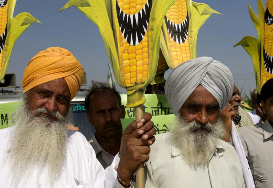 Kauza GMO plodin dosáhla v Indii bodu varu