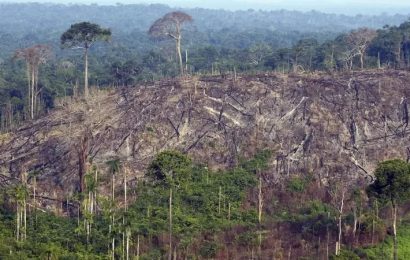 Amazonie ztratila schopnost zadržovat CO2