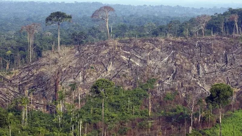 Amazonie ztratila schopnost zadržovat CO2