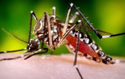 V jihovýchodní Asii úřaduje horečka dengue