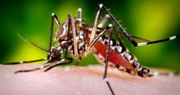 V jihovýchodní Asii úřaduje horečka dengue