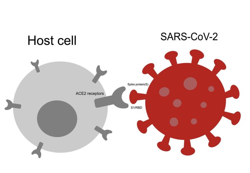 The Role Of Spike Protein In Myocarditis And Blood Clotting